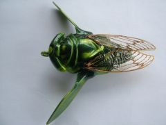 TIMBER CICADA