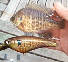 custom bluegill