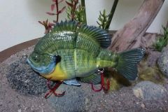 Female Bluegill