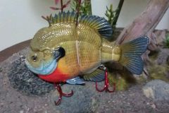 Male Bluegill