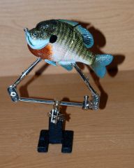 2 Piece Male Bluegill