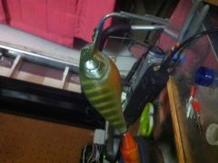 crank 2.5 delta gill