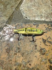 alpha bait in bass color