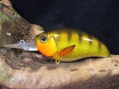 Golden Perch