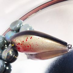 Bleeding Golden Shiner