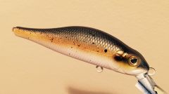 Blacknose Dace X-80 KO