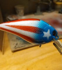 American shad