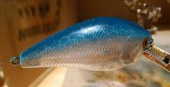 blue back herring