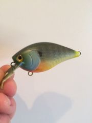 Bluegill