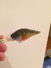 MD Blue Gill