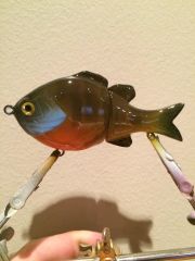 Jointed Blue Gill