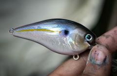 Holographic Gizzard Shad