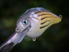 Barfish (yellow bass)