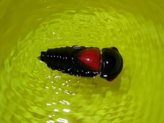 Battery Powered Vibrating Cicada in the water