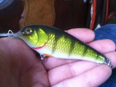 foiled cedar perch