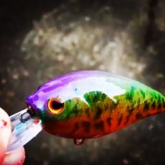 Rainbow Crappie