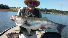 A Big Striper