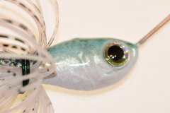 Threadfin Shad