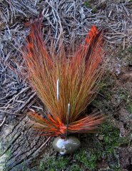 Bucktail and hackle