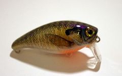 Bluegill