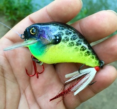 Reptradeco Chartreuse Frio Bluegill