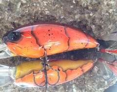 Crimson craw