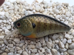 QuickLimit Baits Bluegill