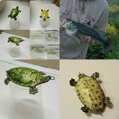 turtle hard plastic