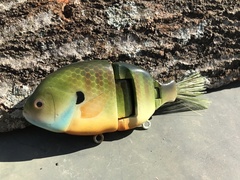 Bluegill