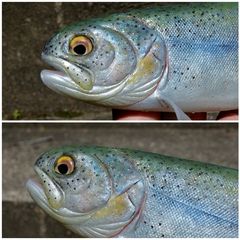 some paint on the 10 inch soft trout I've just finished.