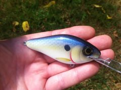 cedar shad