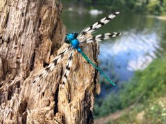 Indigo Dragonfly