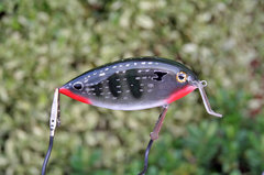 Paca Peacock Bass