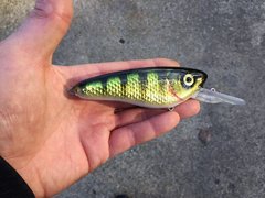 foiled perch