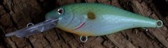 Citrus Shad