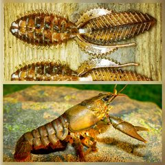 Deep Creek Lures Super Razor Beetle in Copper Craw