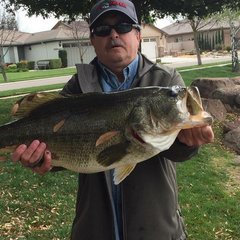 15.9Lbs