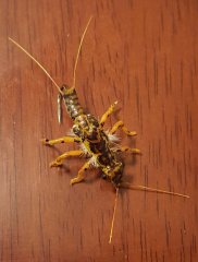 3rd - Realistic Golden Stonefly By RiverRaisinFlyCompany13