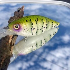 White Crappie