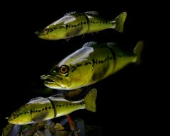 6 Inch Jointed Bass (hardbait blank).jpg