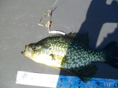 crappie on underground spin 8-2-2021.JPG