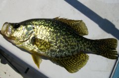 crappie on underground spin 8-2-2021p2.JPG