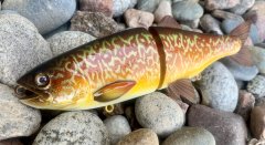 Tiger Trout Glidebait