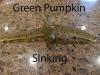 Sinking-Green-Pumpkin.jpg