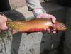 cutthroat trout.jpg