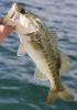 largemouth bass.jpg