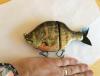 Bluegill lure 1.JPG