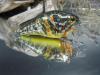 foiled blue gill2.JPG