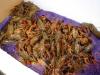 crawfish_5_bg_032603.jpg