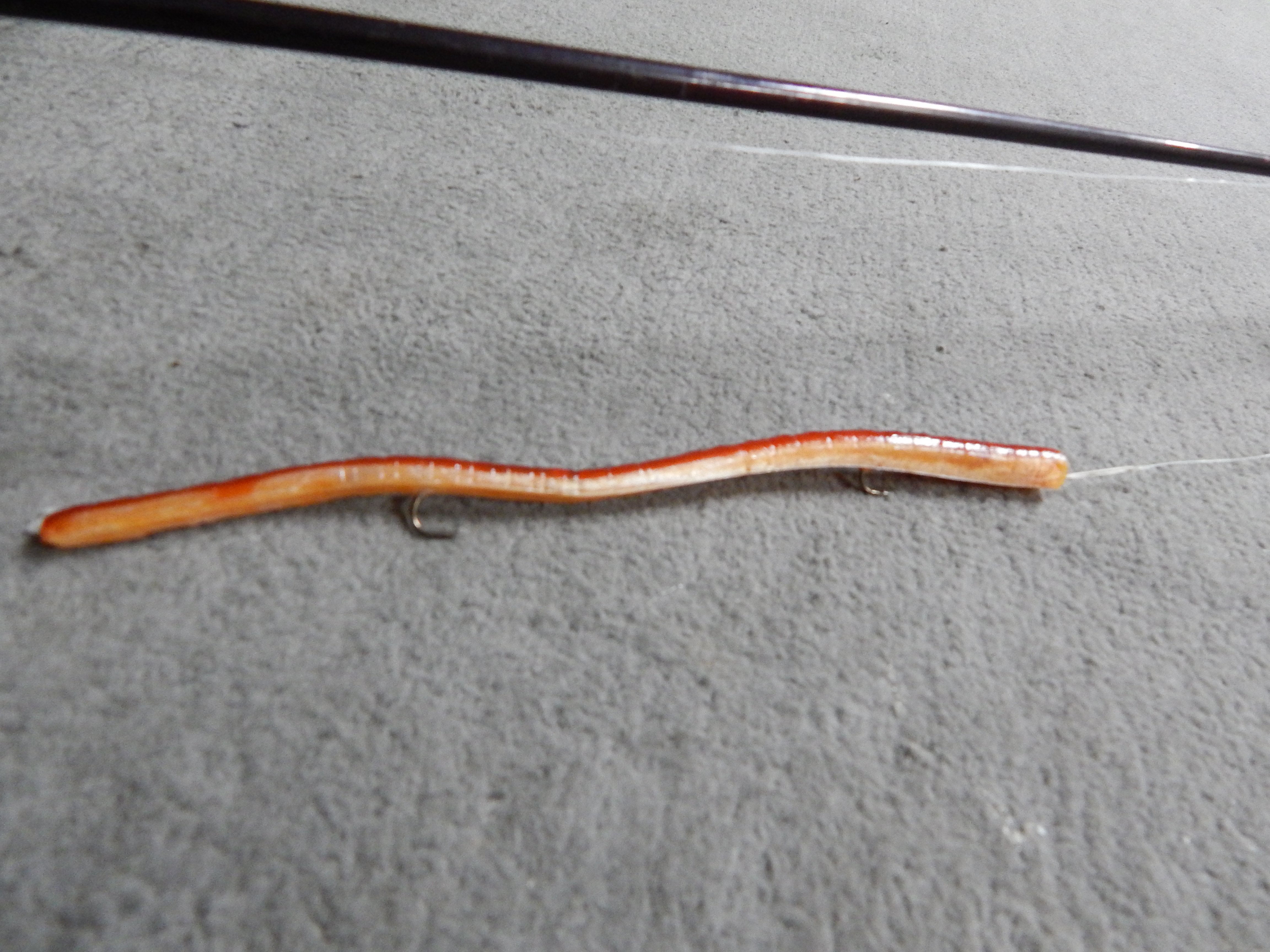 want to make pre-rigged worms - Soft Plastics -  -  Tackle Building Forums